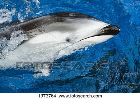 Canada, Pacific White-Sided Dolphin, Legenorhynchus Obliquidens. View Large Photo Image Picture - Canada, Pacific White-Sided Dolphin, Legenorhynchus Obliquidens.. Fotosearch