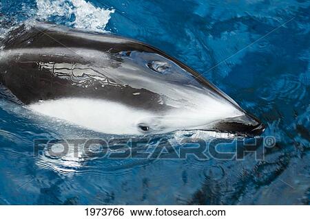 Canada, Pacific White-Sided Dolphin, Legenorhynchus Obliquidens. View Large Photo Image Stock Photograph - Canada, Pacific White-Sided Dolphin, Legenorhynchus Obliquidens.. Fotosearch