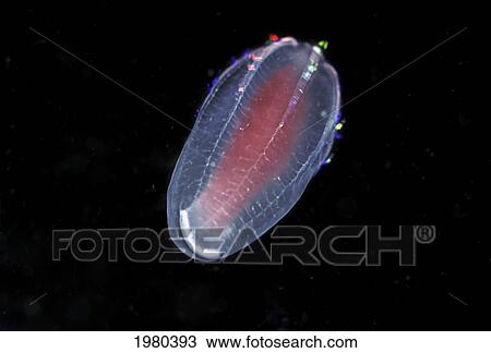 Stock Image - Canada, relative of Jellyfish; British Columbia, Close up of Comb Jelly (Beroe Sp). Fotosearch