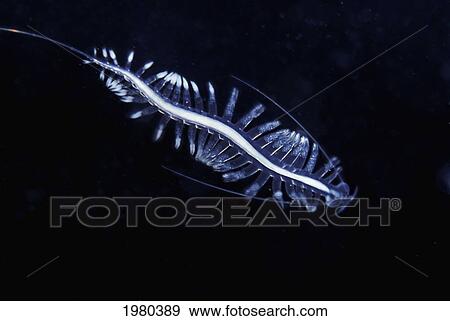 Stock Photo - Canada, Tailed Pacific Transparent Worm (Tomopteris Pacifica); British Columbia. Fotosearch