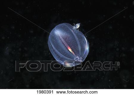 Canada, Tiny Amphibian on Sea Gooseberry (Pleurobrachia Bachei) or Comb Jelly; British Columbia View Large Photo Image Stock Image - Canada, Tiny Amphibian on Sea Gooseberry (Pleurobrachia Bachei) or Comb Jelly; British Columbia. Fotosearch