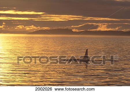 Stock Photograph - Canada, Vancouver Island, Killer Whale (Orcinus Orca) At Sunset. Fotosearch