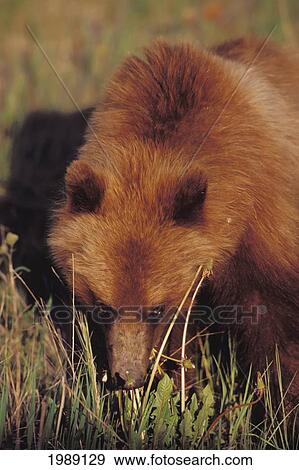 Stock Photo - Canada, Yukon, Brown Bear Foraging, Alsek-Tatshenshini Wilderness Park. Fotosearch