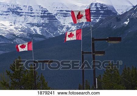 Canadian Flags Flying In The Wind. View Large Photo Image Stock Image - Canadian Flags Flying In The Wind.. Fotosearch