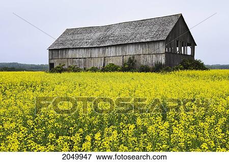 Stock Photo - Canola Field And Old Barn, Bas-Saint-Laurent Region, Sainte-Helene, Quebec. Fotosearch