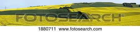 Canola Fields; Northumberland, England View Large Photo Image Stock Image - Canola Fields; Northumberland, England. Fotosearch