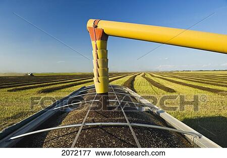 Stock Photo - Canola Is Augered Into A Farm Truck During The Harvest, Near Lorette, Manitoba. Fotosearch