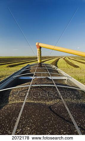 Stock Photo - Canola Is Augered Into A Farm Truck During The Harvest, Near Lorette, Manitoba. Fotosearch