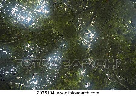 Picture - Canopy Of The Tropical Rain Forest, Ranomafana National Park, Fianarantsoa Province, Madagascar. Fotosearch
