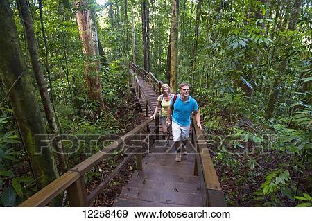 Canopy walk at Ulu Temburong National Park; Brunei View Large Photo Image Stock Photo - Canopy walk at Ulu Temburong National Park; Brunei. Fotosearch