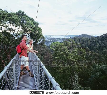 Canopy walk at Ulu Temburoung National Park; Brunei View Large Photo Image Stock Photography - Canopy walk at Ulu Temburoung National Park; Brunei. Fotosearch