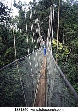 Stock Image - Canopy Walkway At Kakum National Park. Fotosearch