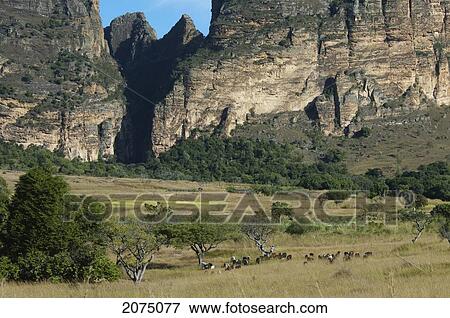 Canyon Des Makis, Isalo National Park, Fianarantsoa Province, Madagascar View Large Photo Image Stock Photo - Canyon Des Makis, Isalo National Park, Fianarantsoa Province, Madagascar. Fotosearch