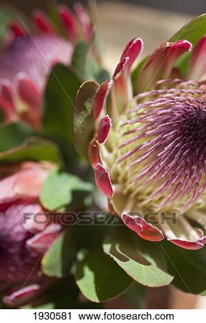 Cape Town, South Africa View Large Photo Image Stock Image - Cape Town, South Africa. Fotosearch