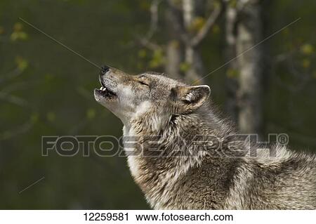 Captive Grey Wolf (Canis lupus), Omega Park; Montebello, Quebec, Canada View Large Photo Image Stock Image - Captive Grey Wolf (Canis lupus), Omega Park; Montebello, Quebec, Canada. Fotosearch