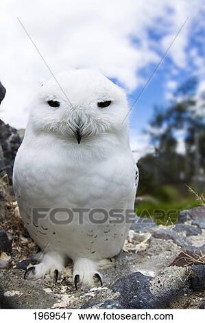 Captive, Snowy Owl, Arctic Owl Or Great White Owl, Nyctea Scandiaca. View Large Photo Image Stock Photo - Captive, Snowy Owl, Arctic Owl Or Great White Owl, Nyctea Scandiaca.. Fotosearch