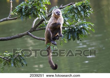 Capuchin Monkey, Biocentro Guembe, Santa Cruz, Bolivia View Large Photo Image Stock Image - Capuchin Monkey, Biocentro Guembe, Santa Cruz, Bolivia. Fotosearch
