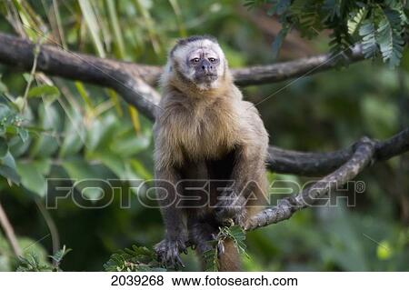 Stock Photo - Capuchin Monkey, Biocentro Guembe, Santa Cruz, Bolivia. Fotosearch