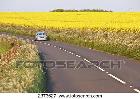 Car passing fields of yellow rapeseed near Wingreen Hill; Dorset, England View Large Photo Image Stock Photo - Car passing fields of yellow rapeseed near Wingreen Hill; Dorset, England. Fotosearch