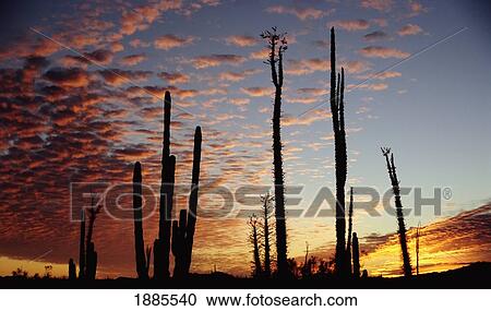 Cardon Cacti At Sunset View Large Photo Image Stock Image - Cardon Cacti At Sunset. Fotosearch