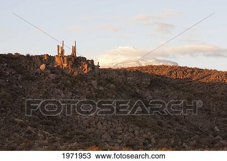 Cardon Or Giant Cactus (Echinopsis Atacamensis), Toconce Area, Antofagasta Region, Chile View Large Photo Image Stock Image - Cardon Or Giant Cactus (Echinopsis Atacamensis), Toconce Area, Antofagasta Region, Chile. Fotosearch