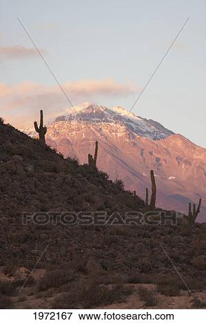 Cardon Or Giant Cactus With The Toconce Volcano In The Background At Sunset, Antofagasta Region, Chile View Large Photo Image Stock Photo - Cardon Or Giant Cactus With The Toconce Volcano In The Background At Sunset, Antofagasta Region, Chile. Fotosearch
