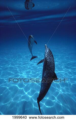 Caribbean, Atlantic Spotted Dolphin (Stenella) Pair, Sand Bottom, C1994 View Large Photo Image Stock Image - Caribbean, Atlantic Spotted Dolphin (Stenella) Pair, Sand Bottom, C1994. Fotosearch