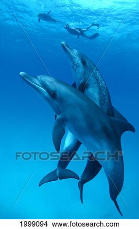 Picture - Caribbean, Atlantic Spotted Dolphins (Stenella) Three And Snorkeler At Surface. Fotosearch