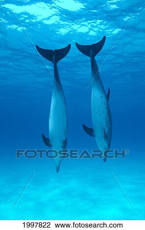 Stock Image - Caribbean, Atlantic Spotted Dolphins, Pair Nose-Down, Surface Visible (Stenella) A93C. Fotosearch