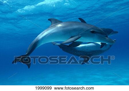 Stock Photo - Caribbean, Atlantic Spotted Dolphins (Stenella) Turquoise Blue Water, B1885. Fotosearch