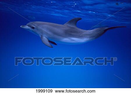 Caribbean, Atlantic Spotted Juvenile Dolphin, Side View Swims Underwater B1889 View Large Photo Image Stock Photo - Caribbean, Atlantic Spotted Juvenile Dolphin, Side View Swims Underwater B1889. Fotosearch