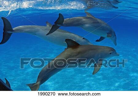 Stock Image - Caribbean, Bahamas, Bahama Bank, Atlantic Bottlenose Dolphin. Fotosearch
