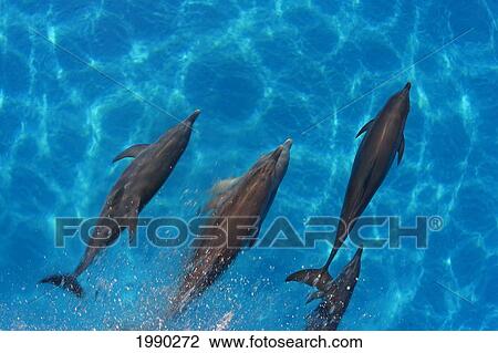Caribbean, Bahamas, Bahama Bank, Atlantic Bottlenose Dolphin Interact With Atlantic Spotted Dolphin View Large Photo Image Stock Image - Caribbean, Bahamas, Bahama Bank, Atlantic Bottlenose Dolphin Interact With Atlantic Spotted Dolphin. Fotosearch