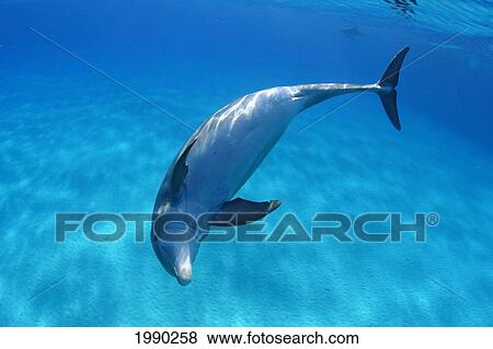 Caribbean, Bahamas, Bahama Bank, Atlantic Bottlenose Dolphin, Tursiops Truncatus View Large Photo Image Stock Photo - Caribbean, Bahamas, Bahama Bank, Atlantic Bottlenose Dolphin, Tursiops Truncatus. Fotosearch