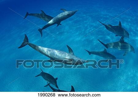 Stock Photo - Caribbean, Bahamas, Bahama Bank, Atlantic Bottlenose Dolphin Interact With Atlantic Spotted Dolphin. Fotosearch