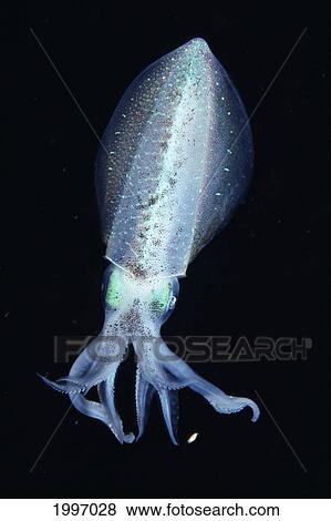 Caribbean, Bahamas, Bahama Bank, Close-Up Front Angle Squid Midwater, Black Ocean A87J View Large Photo Image Stock Photo - Caribbean, Bahamas, Bahama Bank, Close-Up Front Angle Squid Midwater, Black Ocean A87J. Fotosearch