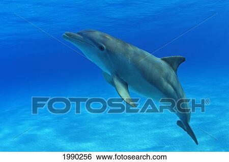 Caribbean, Bahamas, Bahama Bank, Atlantic Bottlenose Dolphin, Tursiops Truncatus View Large Photo Image Stock Photograph - Caribbean, Bahamas, Bahama Bank, Atlantic Bottlenose Dolphin, Tursiops Truncatus. Fotosearch