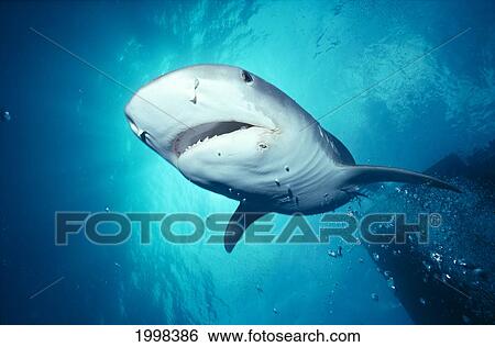 Caribbean, Bahamas, Bahama Bank, Tiger Shark Close-Up Under- Side View (Galeocerdo Cuvieri) B2024 View Large Photo Image Stock Photograph - Caribbean, Bahamas, Bahama Bank, Tiger Shark Close-Up Under- Side View (Galeocerdo Cuvieri) B2024. Fotosearch