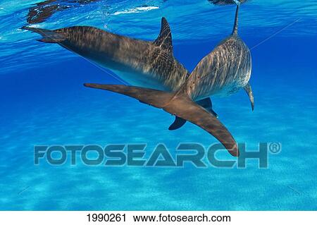 Caribbean, Bahamas, Bahama Bank, Two Atlantic Spotted Dolphin, Stenella Plagiodon, From Behind View Large Photo Image Stock Image - Caribbean, Bahamas, Bahama Bank, Two Atlantic Spotted Dolphin, Stenella Plagiodon, From Behind. Fotosearch