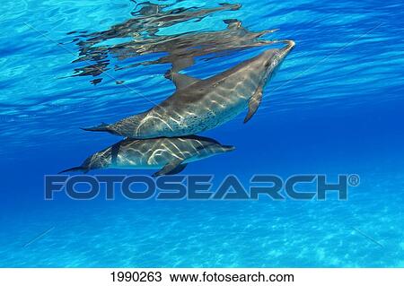 Caribbean, Bahamas, Bahama Bank, Two Atlantic Spotted Dolphin, Stenella Plagiodon View Large Photo Image Stock Image - Caribbean, Bahamas, Bahama Bank, Two Atlantic Spotted Dolphin, Stenella Plagiodon. Fotosearch