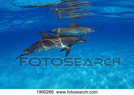 Stock Photograph - Caribbean, Bahamas, Bahama Bank, Two Atlantic Spotted Dolphin, Stenella Plagiodon. Fotosearch