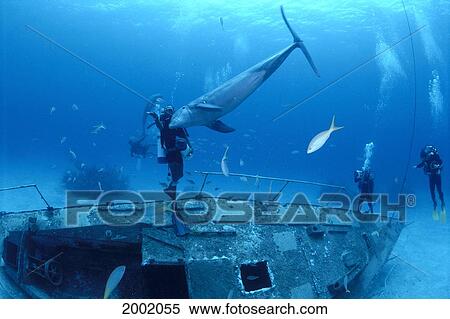 Stock Photography - Caribbean, Bahamas, Bottlenose Dolphin Over Wreck With Divers Camera, Playful (Tursiops Sp? ). Fotosearch