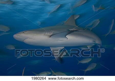 Caribbean, Bahamas, Caribbean Reef Shark (Carcharhinus Perezi), With Fish. View Large Photo Image Picture - Caribbean, Bahamas, Caribbean Reef Shark (Carcharhinus Perezi), With Fish.. Fotosearch