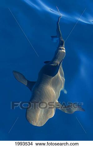 Picture - Caribbean, Bahamas, Caribbean Reef Shark (Carcharhinus Perezi) From Above Water. Fotosearch