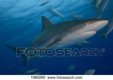 Stock Image - Caribbean, Bahamas, Caribbean Reef Shark (Carcharhinus Perezi), With Fish.. Fotosearch