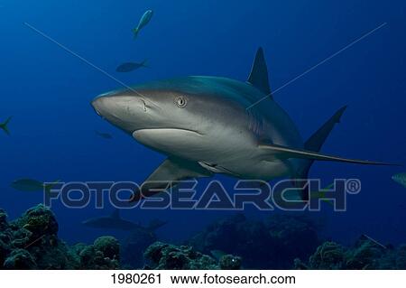 Stock Image - Caribbean, Bahamas, Caribbean Reef Shark (Carcharhinus Perezi), With Fish.. Fotosearch