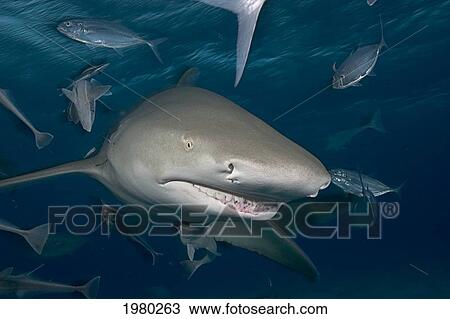 Stock Image - Caribbean, Bahamas, Caribbean Reef Shark (Carcharhinus Perezi), With Fish.. Fotosearch