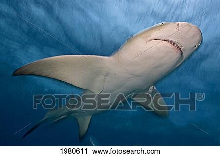 Caribbean, Bahamas, Caribbean Reef Shark (Carcharhinus Perezi). View Large Photo Image Stock Image - Caribbean, Bahamas, Caribbean Reef Shark (Carcharhinus Perezi).. Fotosearch