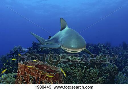 Stock Image - Caribbean, Bahamas, Caribbean Reef Shark (Carcharhinus Perezi) Over Coral Reef. Fotosearch