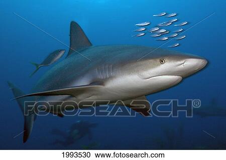 Caribbean, Bahamas, Caribbean Reef Shark (Carcharhinus Perezi) View Large Photo Image Stock Image - Caribbean, Bahamas, Caribbean Reef Shark (Carcharhinus Perezi). Fotosearch